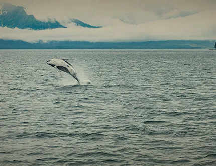 Esa.com_MarketPages_MarketThumbnail_430x330_JuneauAK.jpg