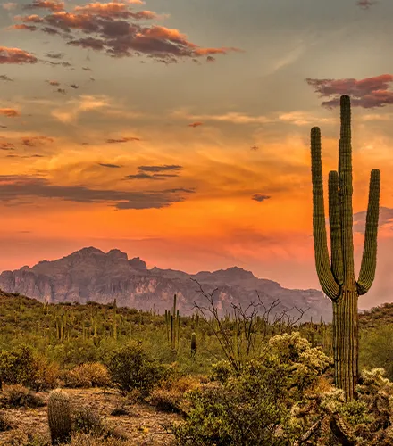 Phoenix